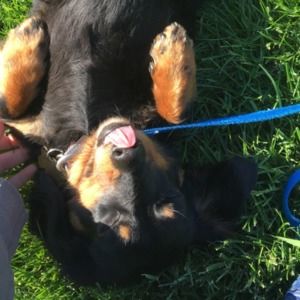 Meet your Posher, Ellen